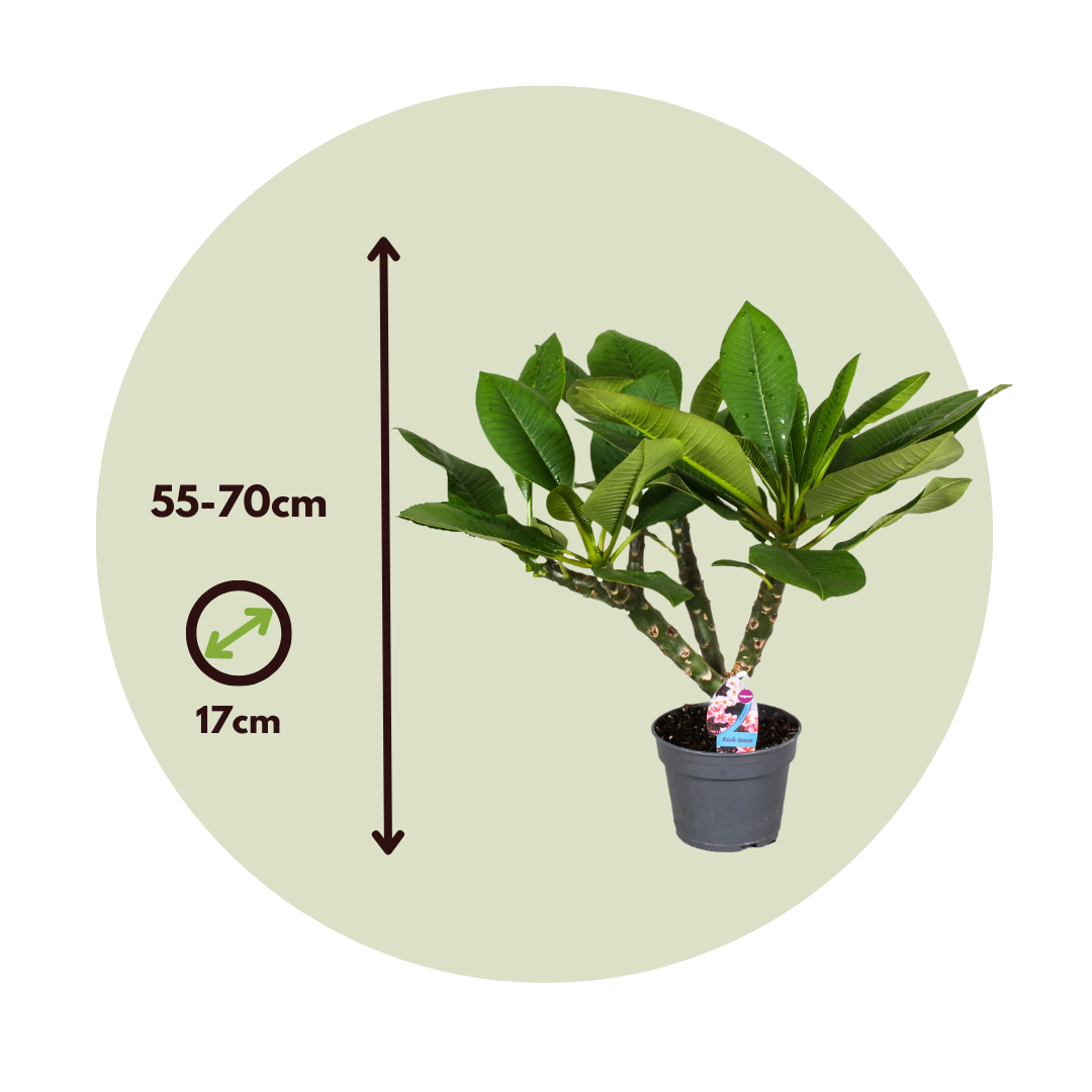 Frangipani - Plumeria Rubra 'blanco' - Incluye Cesta - Altura 55-70cm - ⌀17cm_2