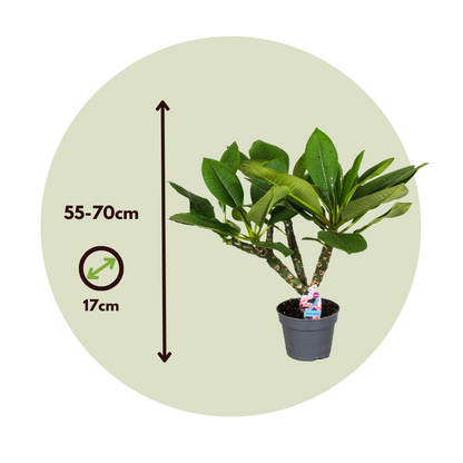 Frangipani - Plumeria Rubra 'blanco' - Incluye Cesta - Altura 55-70cm - ⌀17cm_2