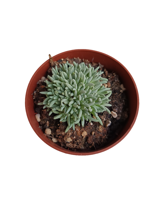Delosperma Spalmanthoides Planta Suculenta Ø8_0