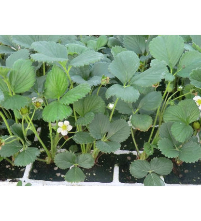 Plantón Plantas Fresa (5 Unidades)_2