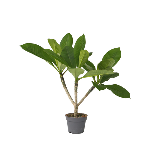 Frangipani - Plumeria Rubra 'hawaii' - Altura 45-55cm - ⌀17cm_0