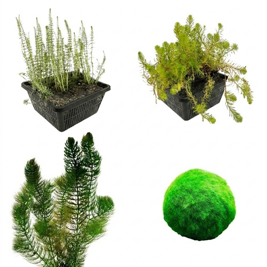 Pack Plantas Oxigenantes 500-1.250l - Agua Clara_0