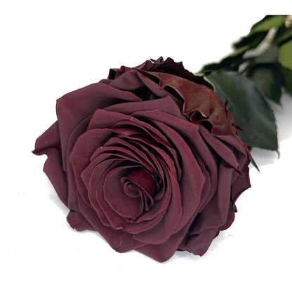 Mundo Eterno Rosa Preservada Burdeos 55cm_0