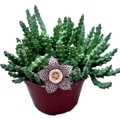Stapelia Variegata; Planta Suculenta Con Floración Llamativa, Flor Moteada; Diámetro Maceta 9 Cm_0