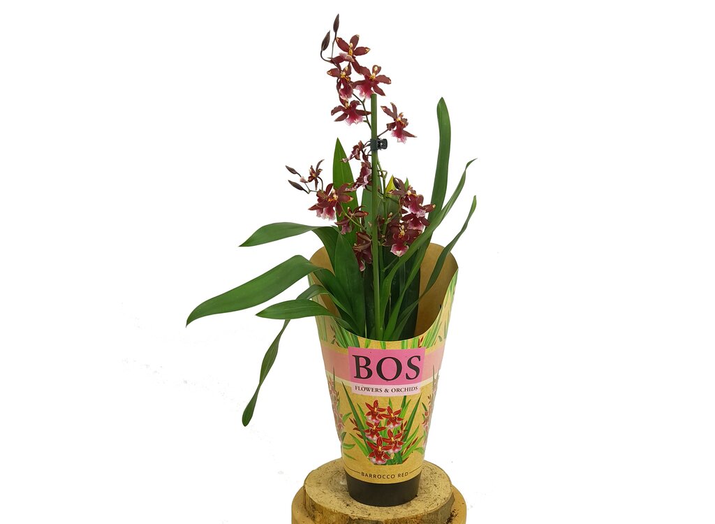 Burrageara Barroco Rojo M12 45cm (nelly Isler)_0