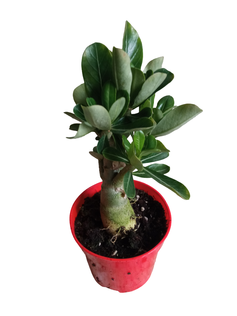 Adenium Obesum Flor Roja Ø10 Planta Suculenta Arbol Rosa Del Desierto_0