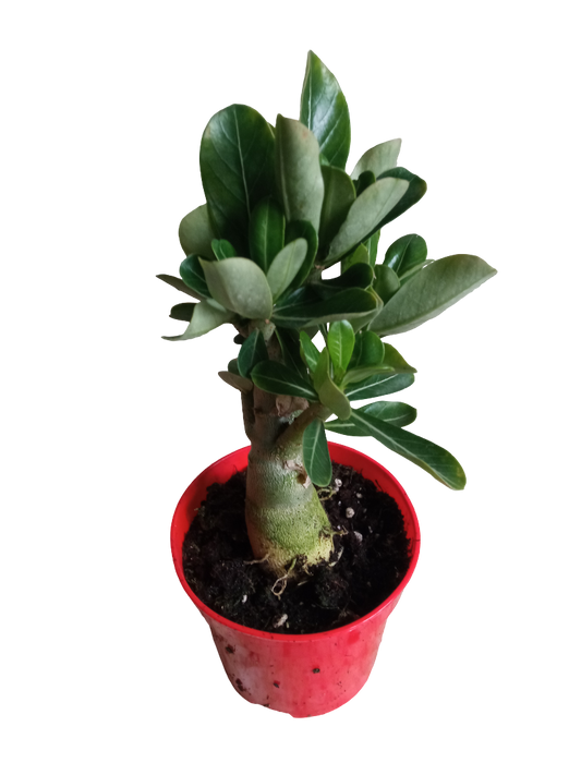 Adenium Obesum Flor Roja Ø10 Planta Suculenta Arbol Rosa Del Desierto_0