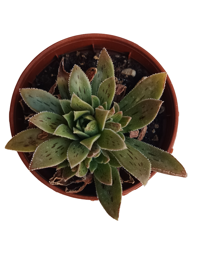 Aeonium Hybrid Planta Suculenta Ø5_0