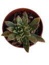 Aeonium Hybrid (suculenta) Ø5