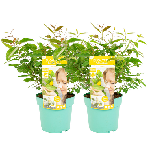 Eucalipto - 2 Pzs - Eucalyptus 'citriodora' - Altura 40-50cm - ⌀19cm_0