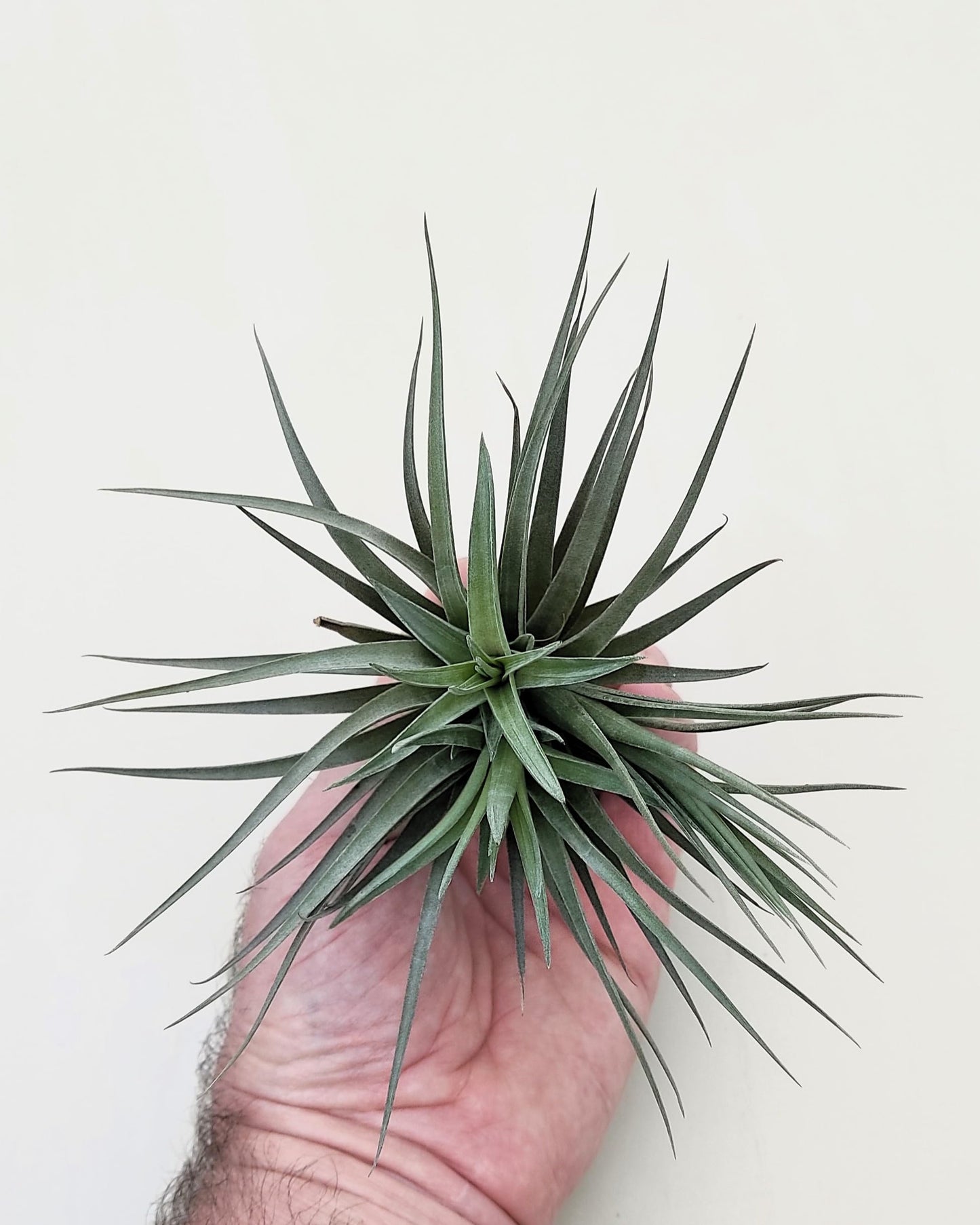 Tillandsia aeranthos 'Negra'; planta del aire negra, burdeos y marrón; Curiosarium; altura 13-15 cm, diámetro 15-18 cm_1