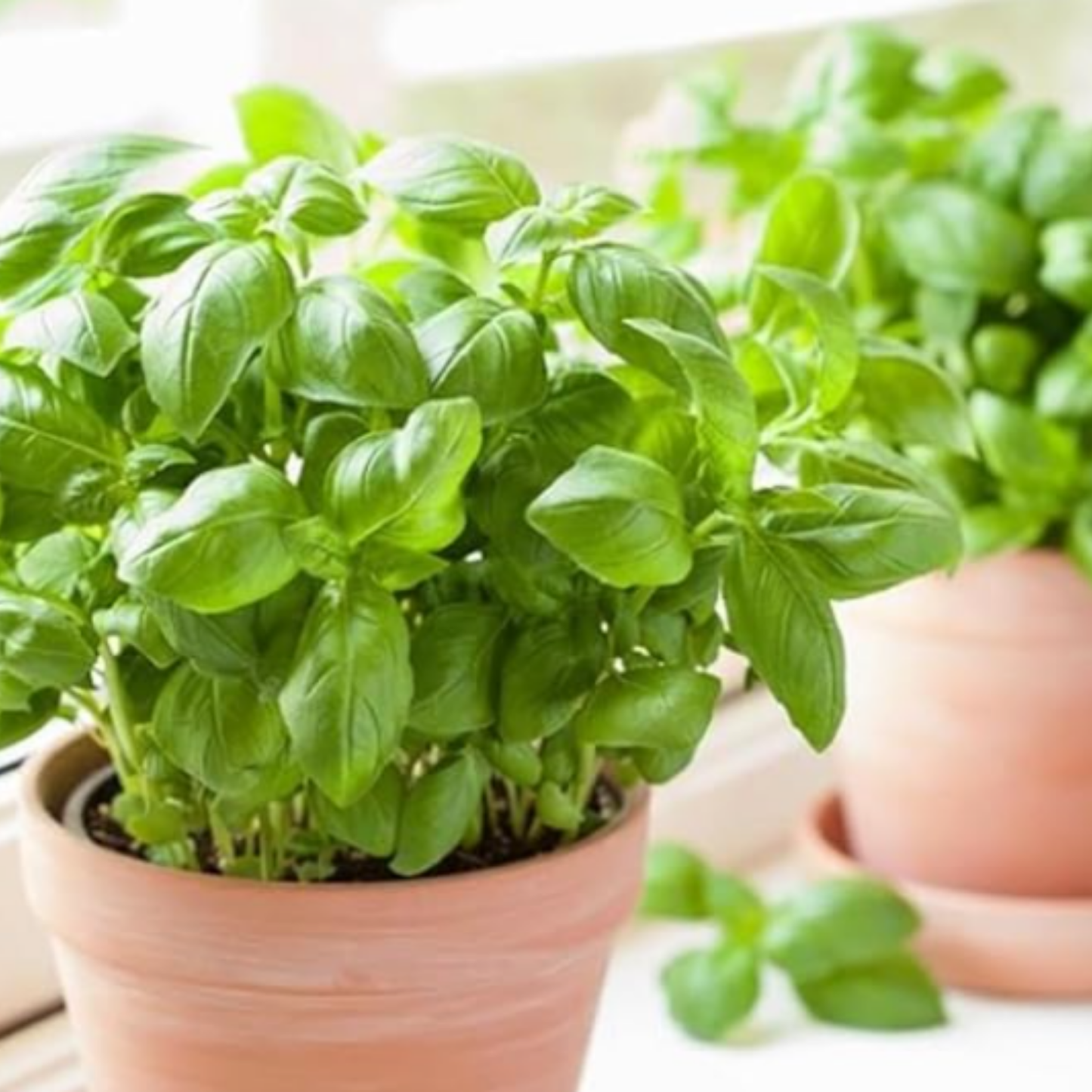 Planta Albahaca - Maceta 10 Cm -hierba Aromática_2
