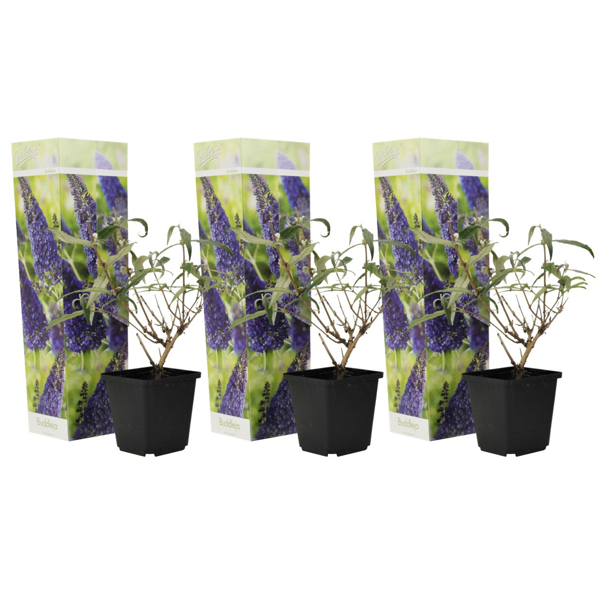 Lila De Verano - 3 Pzs - Buddleja Davidii 'nanho Blue' - Altura 25-40cm - ⌀9cm_0