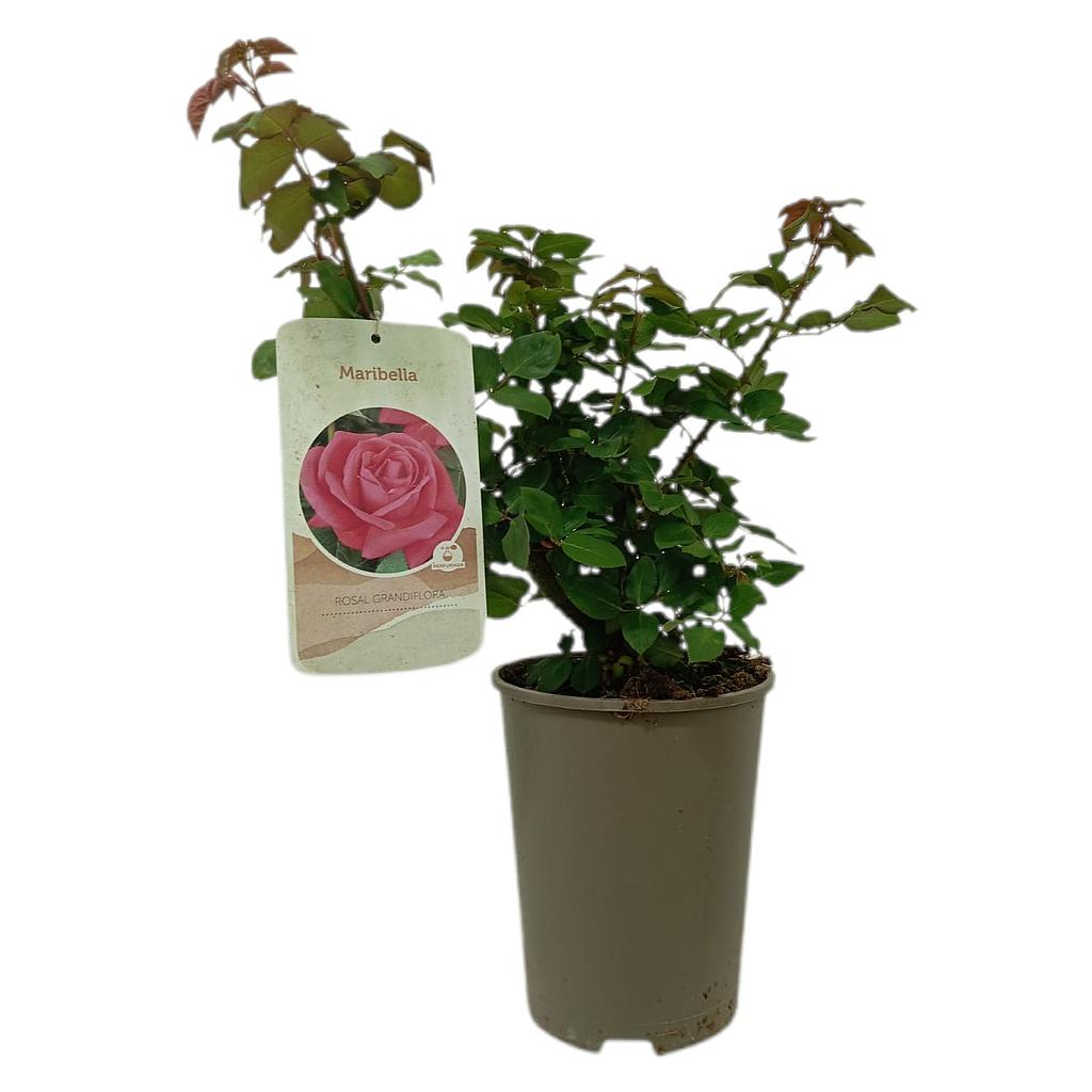 Rosal Perfumado Maribella M20_0