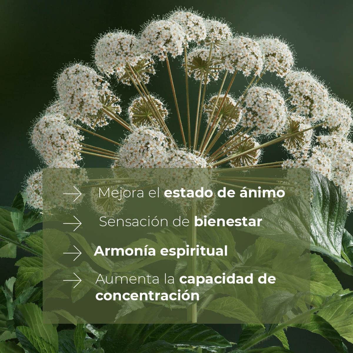 Recambio Mikado Raíz de Angélica 200 ml con Varillas | Aroma Herbal Intenso | Refill Difusor | Larga Duración_2