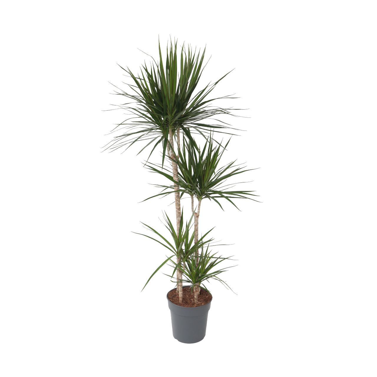 Drácena - Dracaena Marginata - Altura 150-160cm - ⌀27cm_0