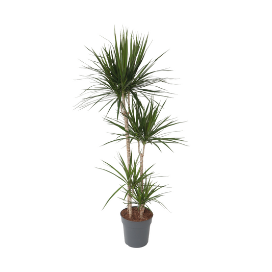 Drácena - Dracaena Marginata - Altura 150-160cm - ⌀27cm_0