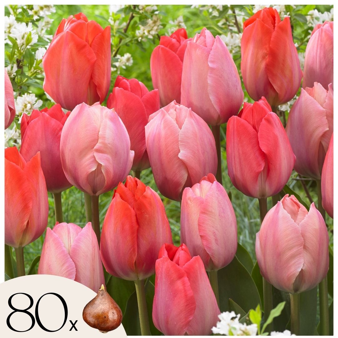 Bulbos De Tulipán - 80 Pzs - Tulipa 'salmon' 'van Eijk'_0