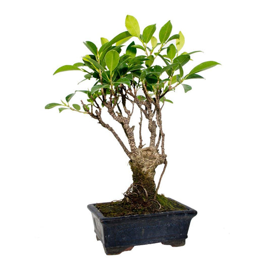 Ficus retusa bonsai 5 anos