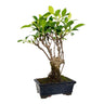 Ficus retusa bonsai 5 anos