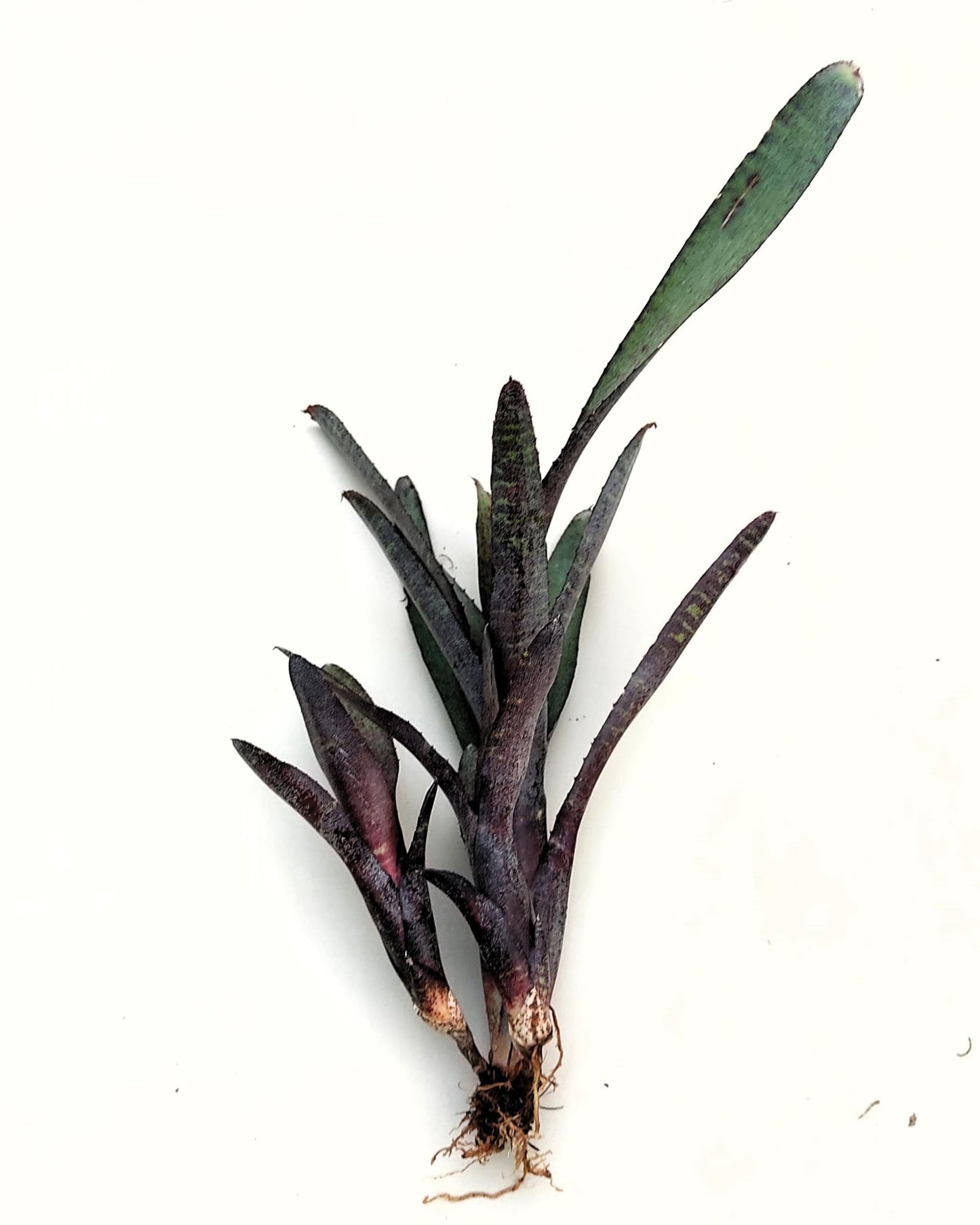 Neoregelia ampullacea purpurea; bromelia púrpura; Curiosarium; altura 30 cm, diámetro 12 cm, sin sustrato_3