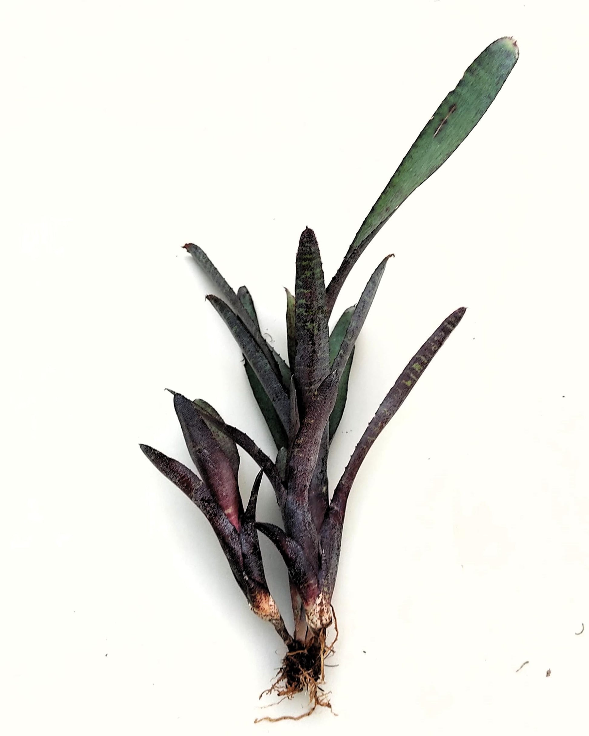 Neoregelia ampullacea purpurea; bromelia púrpura; Curiosarium; altura 30 cm, diámetro 12 cm, sin sustrato_3