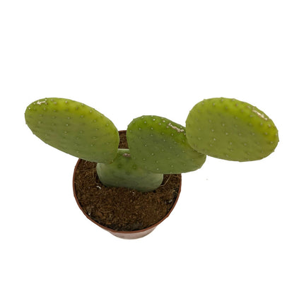 Opuntia Inamoena Cactus Y Suculentas M8,5 cm Ø_1