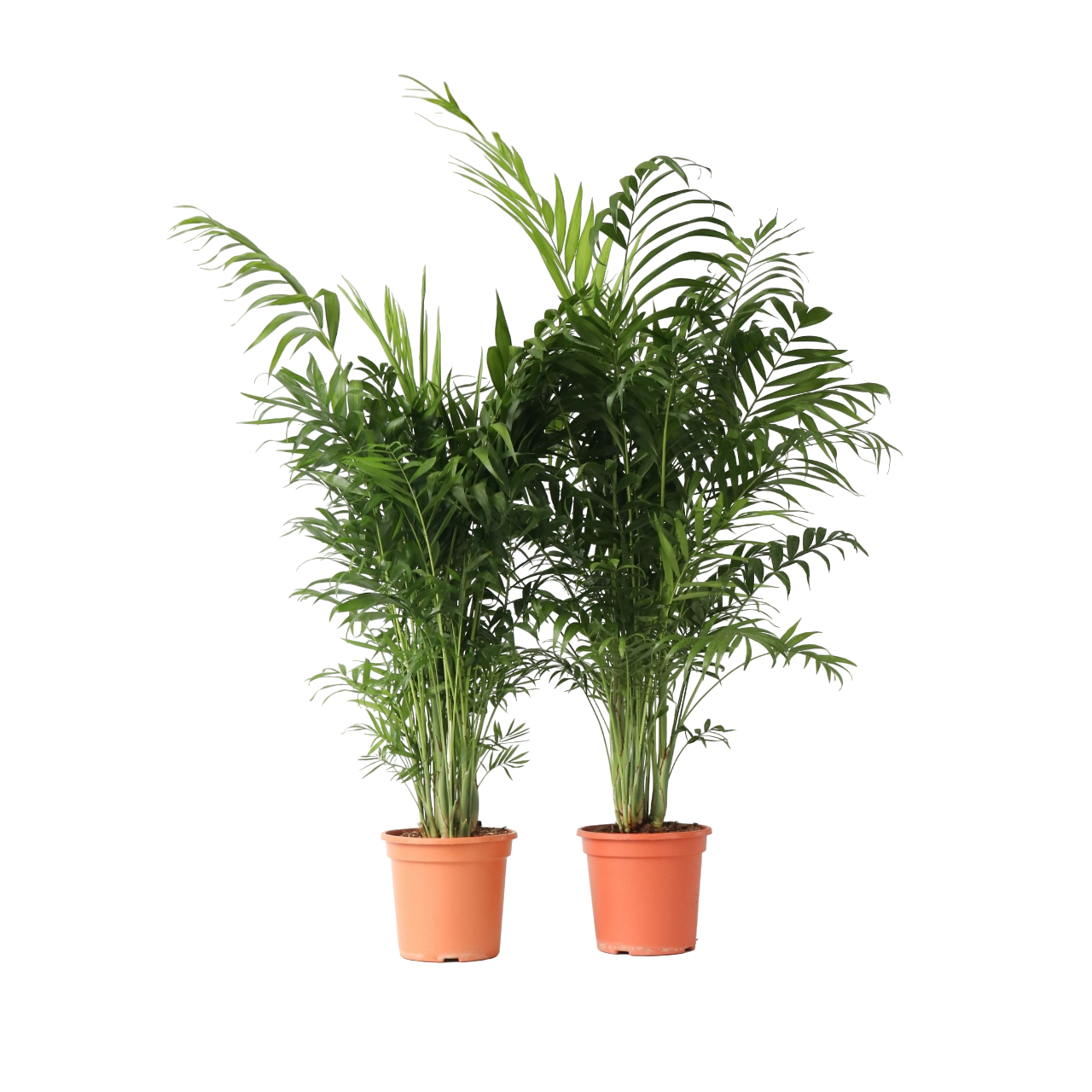 Pacaya - Palmera De Salón - 2 Pzs - Chamaedorea - Altura 80-90cm - ⌀20cm_0