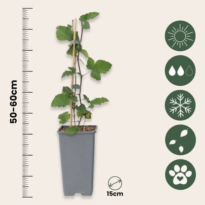 Grosella Roja - 2 Pzs - Ribes Rubrum 'jonkheer Van Tets' - A50-60cm - ⌀15cm_2