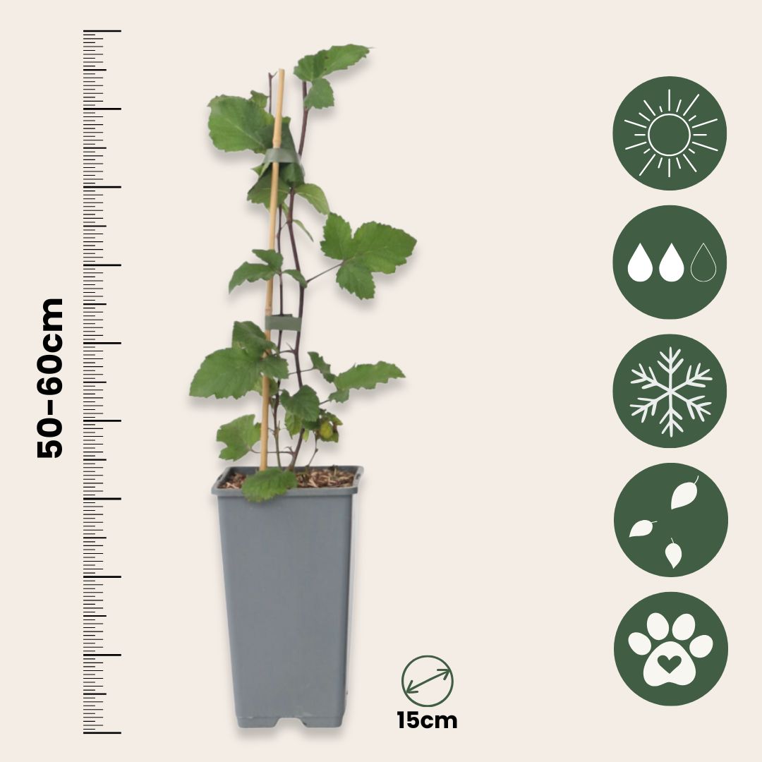 Grosella Roja - 4 Pzs - Ribes Rubrum 'jonkheer Van Tets' - A50-60cm - ⌀15cm_2