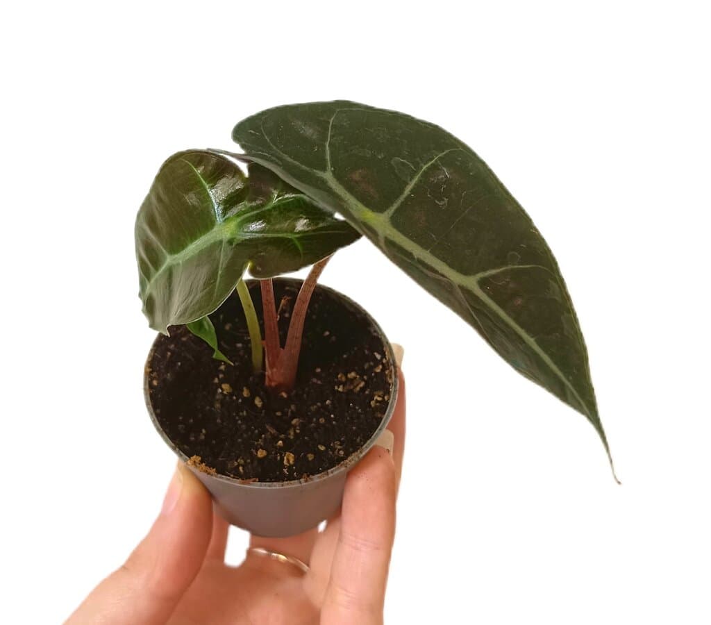 Alocasia Dwarf M6_0