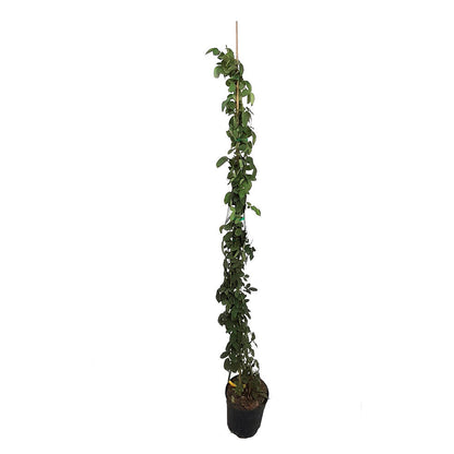 Rosal Trepador Landora M20 180cm (amarillo)_1