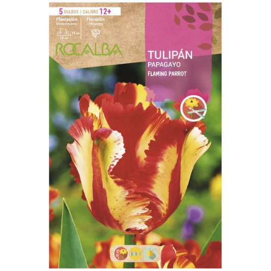 Bolbo de Tulipa Papagaio Flamejante Amarelo Vermelho Verde 5 peças Rocalba