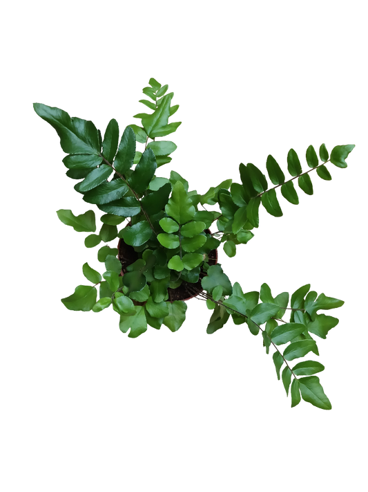 Helecho Pellea Falcata Planta De Inteiror Ø8_0