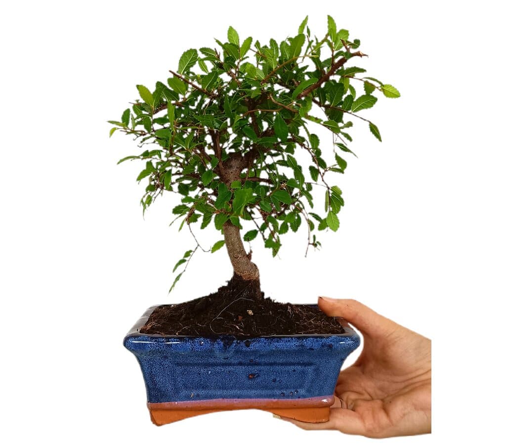 Bonsái Zelkova Parvifolia 5 Años (olmo Japonés)_0