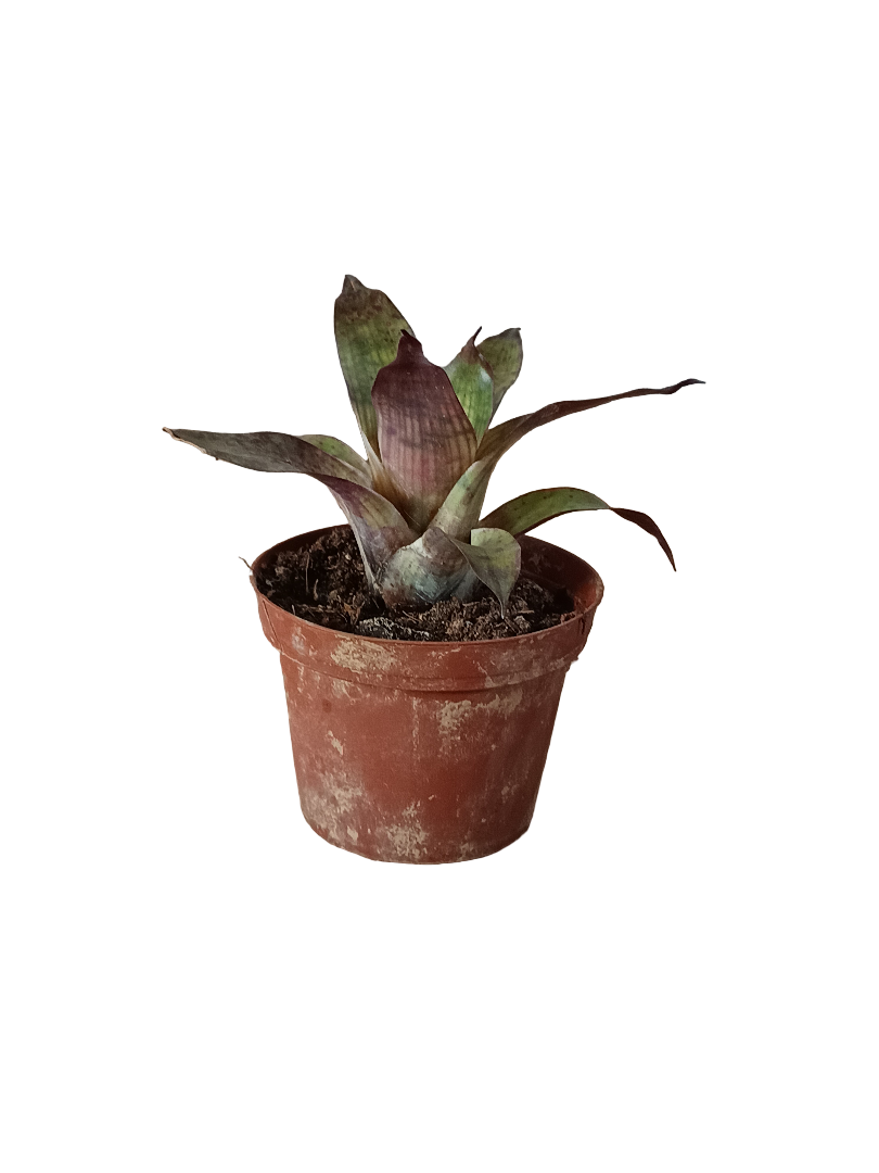 Vriesea Gigantea Mini Planta Bromelia Para Terrarios E Inteior_0