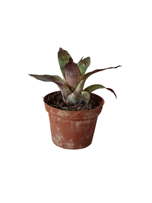 Vriesea Gigantea Mini Planta Bromelia Para Terrarios E Inteior_0