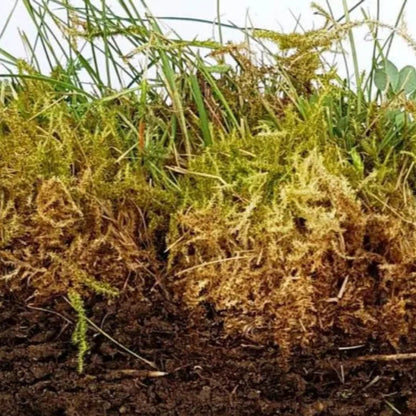 Anti Musgo Y Reverdecedor De Césped Natural Mineravi Cubo 3 Kg. (100 M2) / Granulado_4
