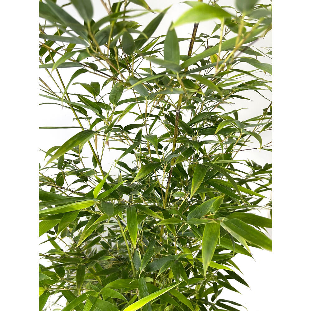 Bambu Variegata M25 100cm_2