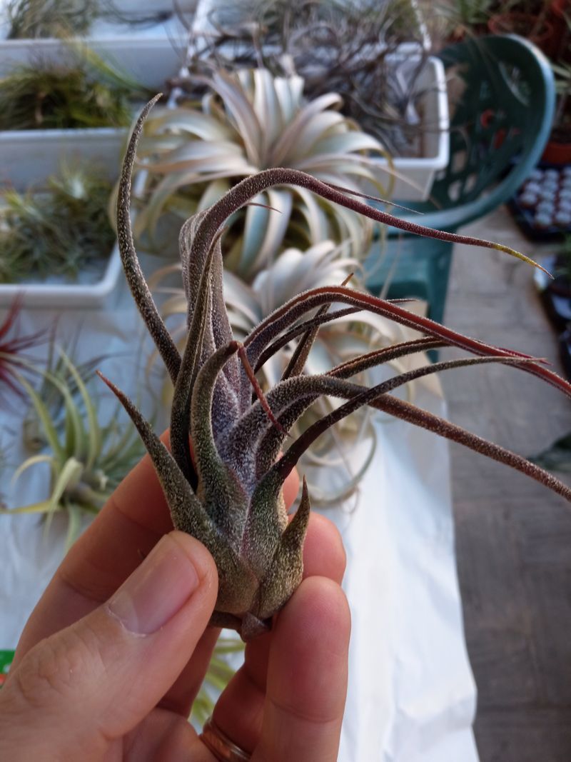 Tillandsia Pruinosa, Clavel Del Aire Tillandsias_0