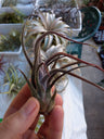 Tillandsia Pruinosa, Tillandsias Air Cravo