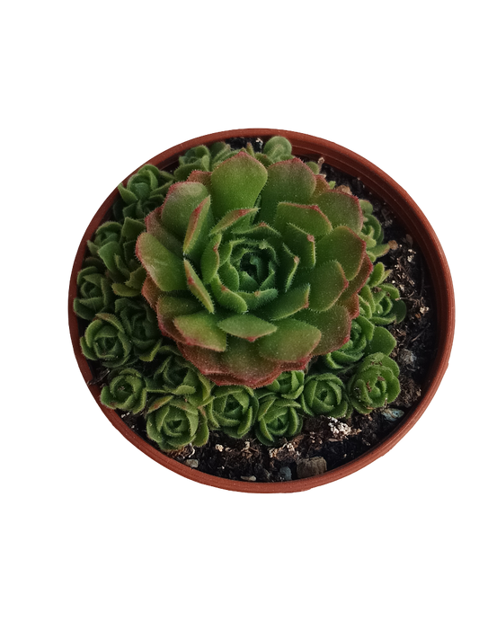Rosularia Planta Suculenta De Interior Ø5_0