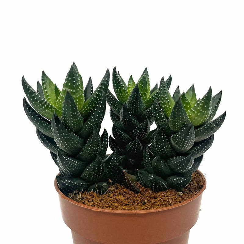Haworthia Reinwardtii Cactus Y Suculentas M8,5 cm Ø_0