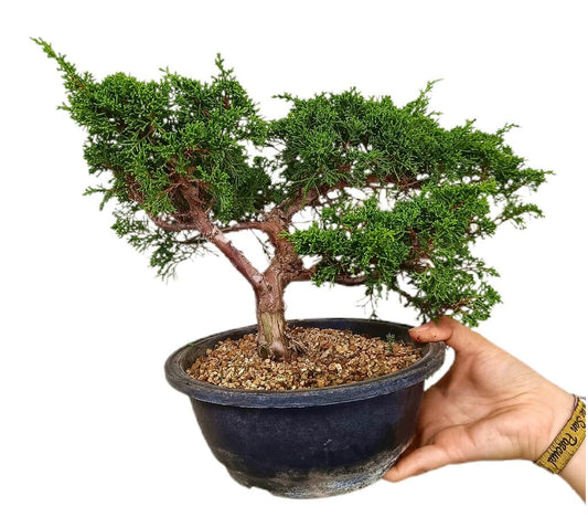 Bonsái Juniperus Chinensis 17 Años (enebro)_0