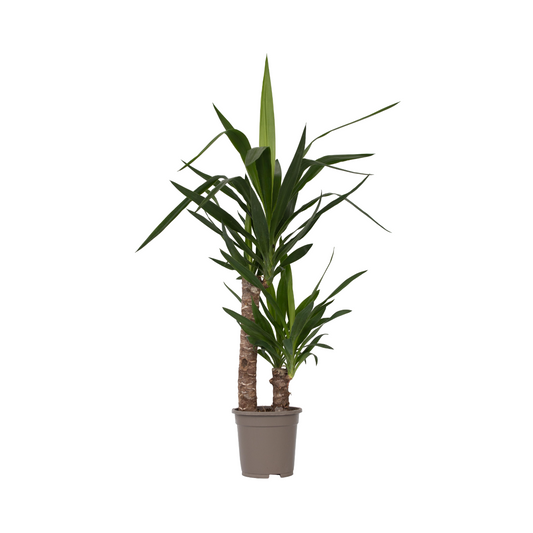Yuca Pie De Elefante - Yucca Elephantipes - Altura 70-80cm - ⌀17cm_0