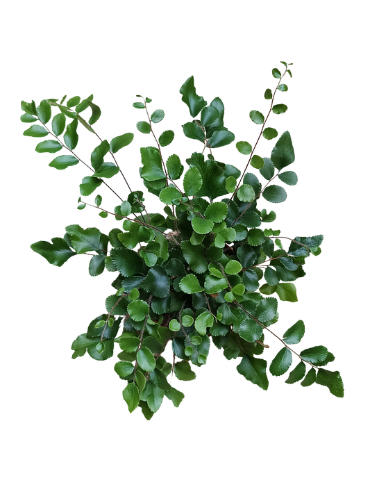 Helecho Pellea Rotundifolia Planta De Inteiror ×8_0