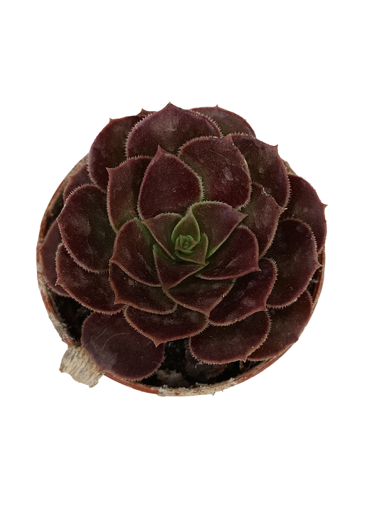 Aeonium Sp. Negro Planta Suculenta Ø5_0