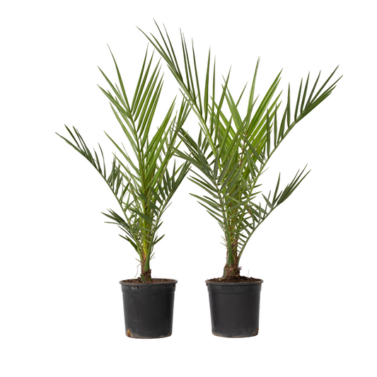 Palmera Canaria - 2 Pzs - Phoenix Canariensis - Altura 50-60cm - ⌀15cm_0