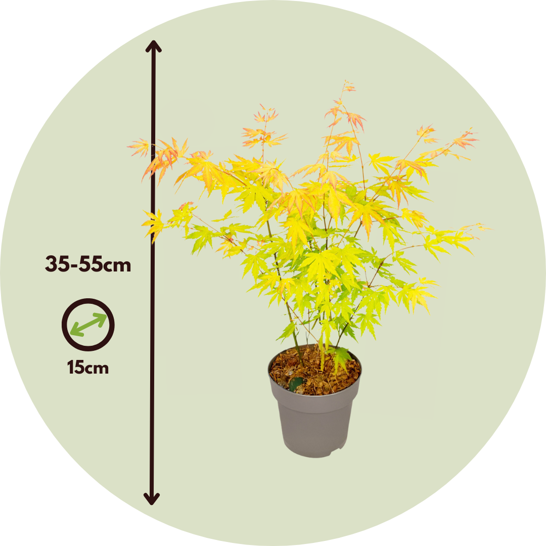 Arce Japonés - Acer Palmatum 'orange Dream' - Altura 35-55cm - ⌀15cm_2