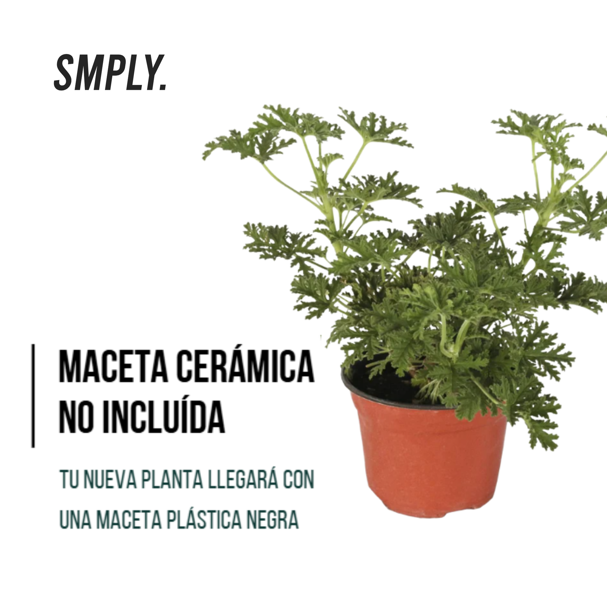 2 x Plantas Geranio Limón Maceta De Ø 15 - Repele Los Mosquitos - Planta Citronela_4